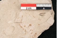 Foto (Detailansicht) von Taxodium distichum miocenicum Heer (NHMW-GEO-2024-0188-6429)